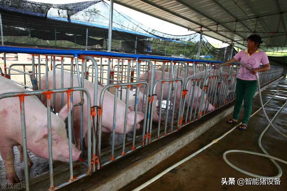 做好猪场产床局部生物安全工作的重要性和改进措施