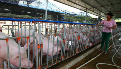 猪场产床局部生物安全工作如何做好？哪些细节需要修正！