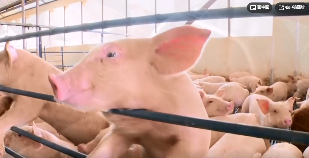 猪肉价格持续下跌，养一头猪从赚3000元到亏千元，未来走势如何？ 