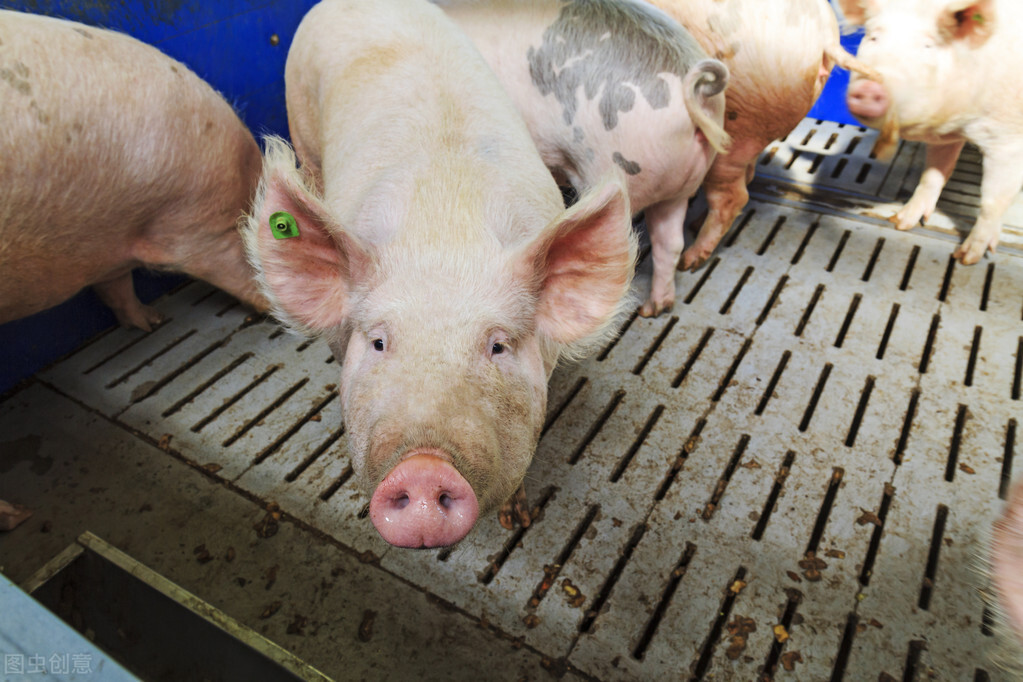 导致猪热应激的原因是什么？夏季如何预防？