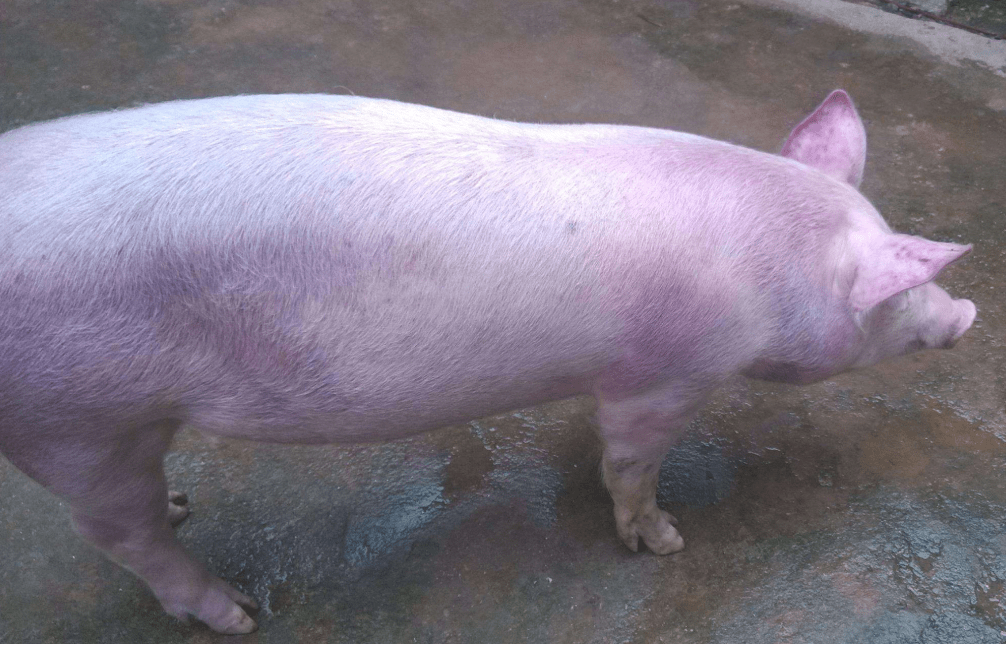 夏季高发，人畜共患，养猪人要重视猪弓形体