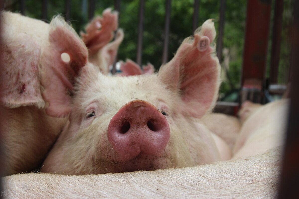 夏季高发，人畜共患，养猪人要重视猪弓形体