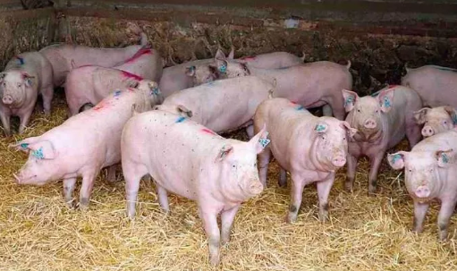 法国250头母猪家庭农场的PSY是如何超过30头的？饲喂亦或是管理标准