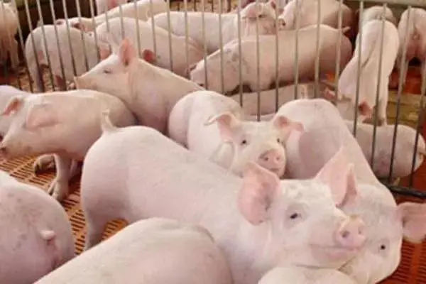 猪价继续跌，3个消息，养殖户扭亏为盈？