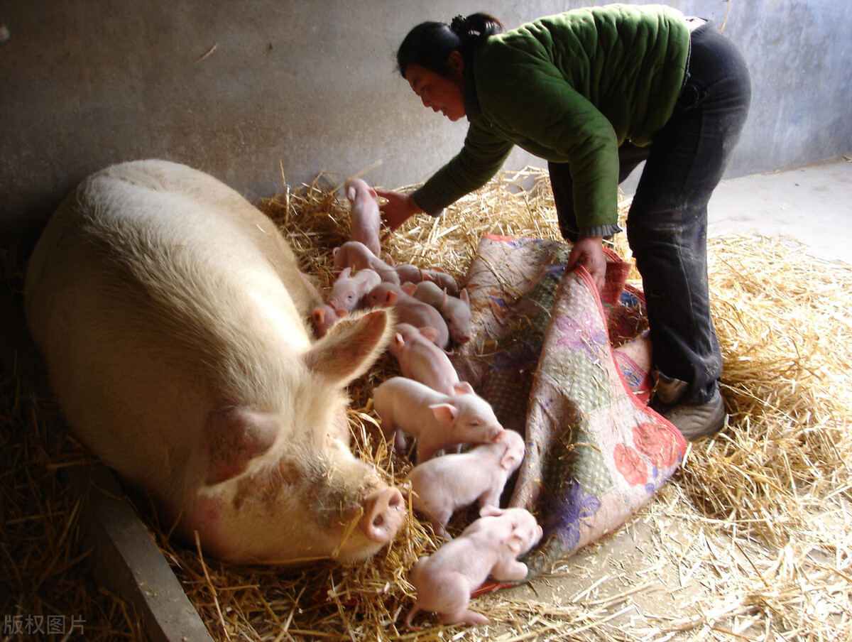 母猪产后胎衣不下，养猪人要如何解决？防治办法都齐了