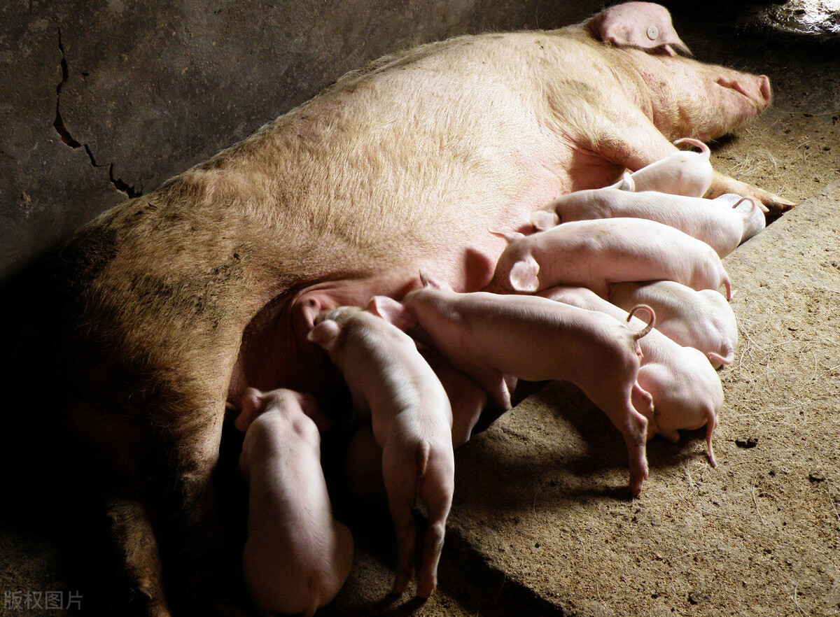 母猪胎儿发育过程图图片