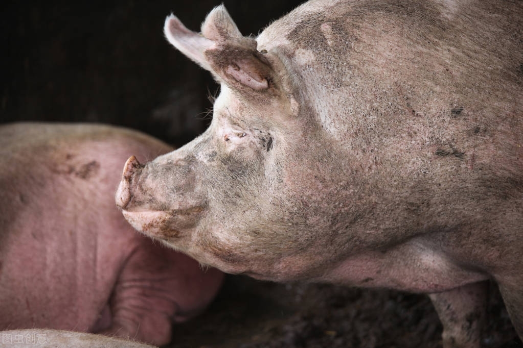 猪场母猪产死太多，该如何破解？