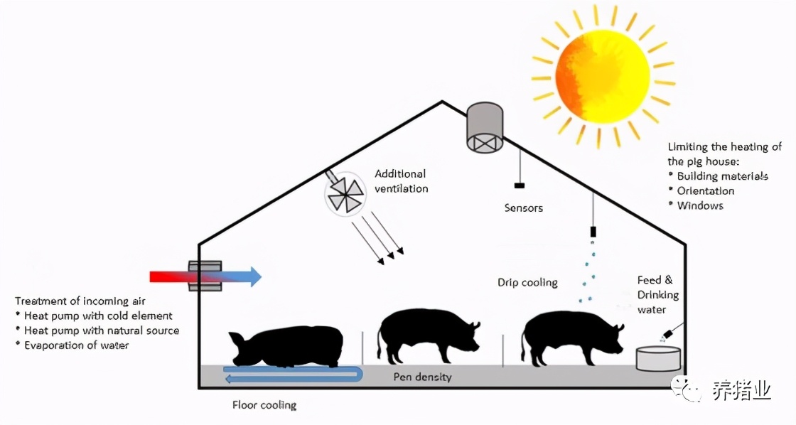 猪舍抗热应激的8种策略,帮助养猪人顺利渡过夏天