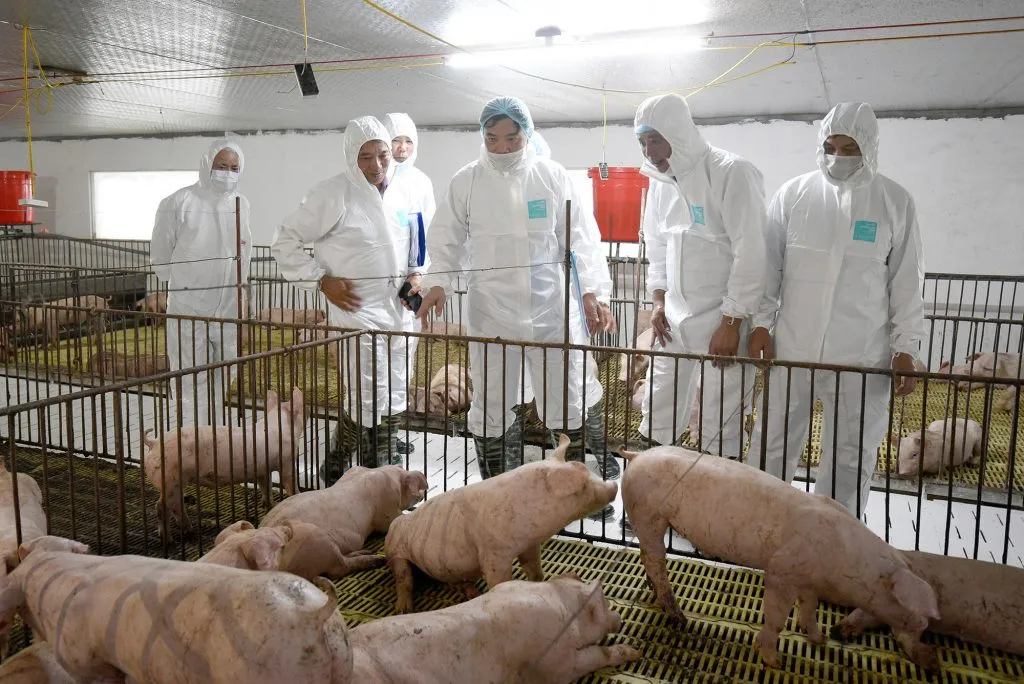 结合疫苗和生物安全措施，越南农科院尝试培育抗非洲猪瘟猪品系