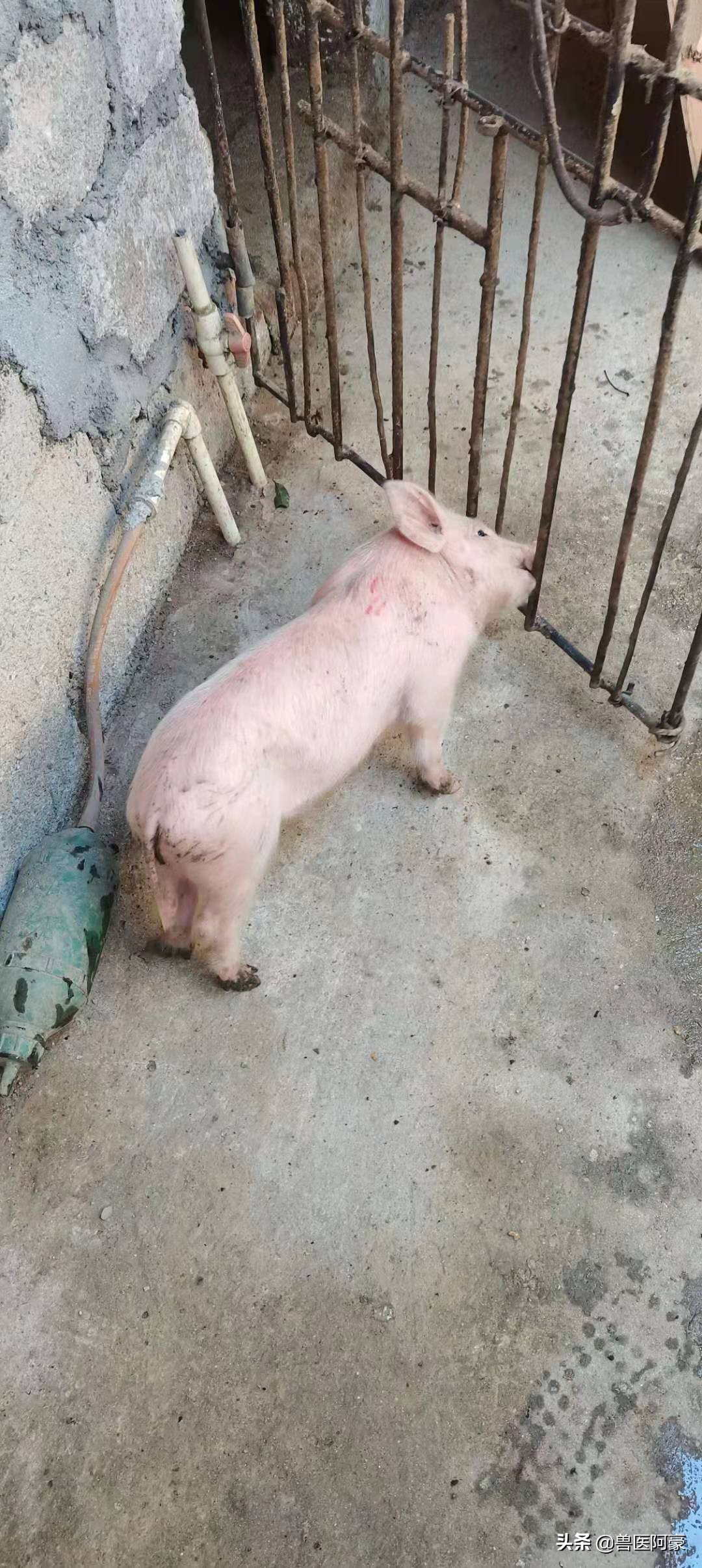 猪伪狂犬有哪些症状？发生后要如何去搞定它