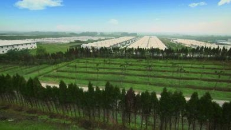 总投资3亿元！天邦股份种猪繁育基地落户黑龙江苇河林区！