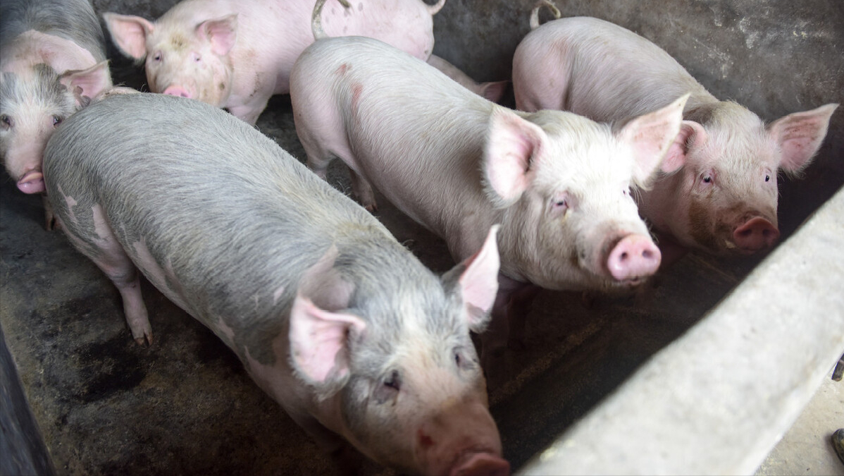 6月15日15公斤仔猪价格，猪价“恶性踩踏”，仔猪市场难收尾？