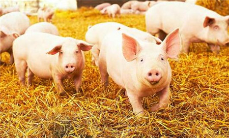 大安市金隆丰百万头生猪养殖项目进展顺利，二期预计建4个养殖小区！