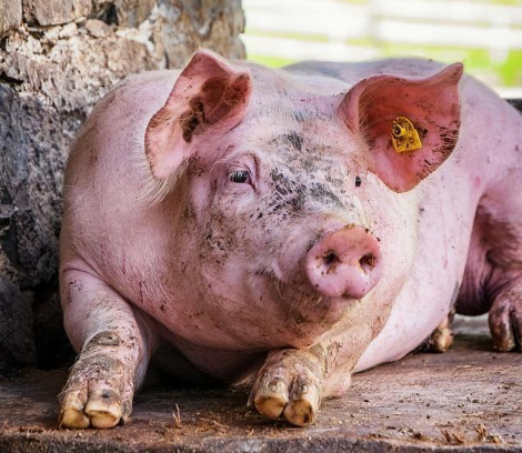 下半年猪价有希望！中小猪场也有优势，非瘟防控要“把猪当人养”