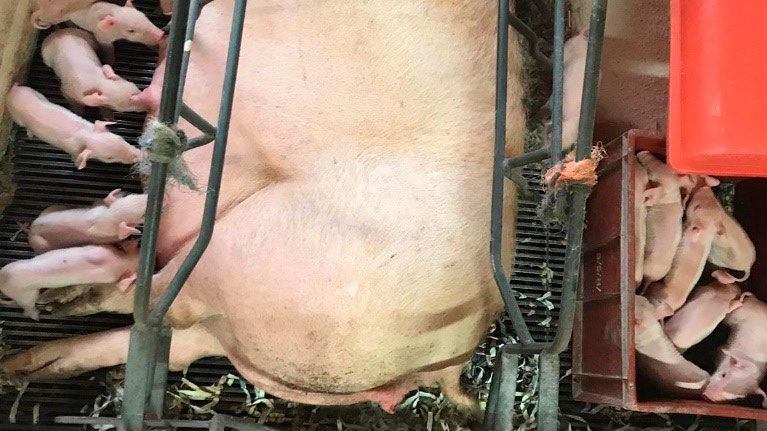 控制仔猪腹泻：4个方面做好管理，看专家进行解读