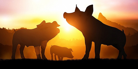 2021年06月15日全国各省市10公斤仔猪价格行情报价，小猪价格大降，养猪热情受损，猪市何时翻盘？
