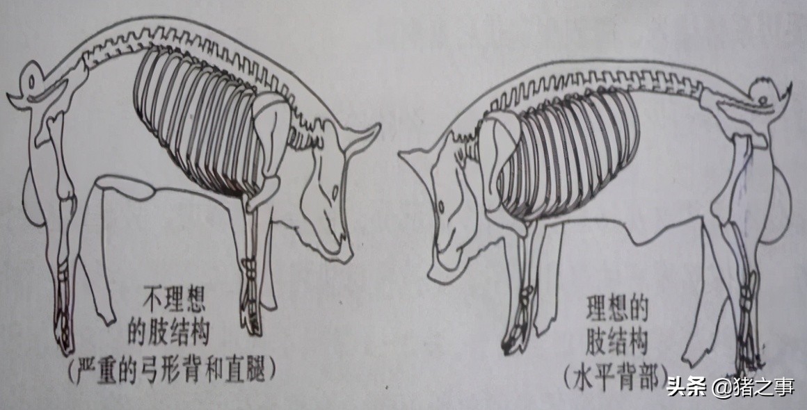 记住“这10条”，轻松挑选“优质后备母猪”，你都知道吗？