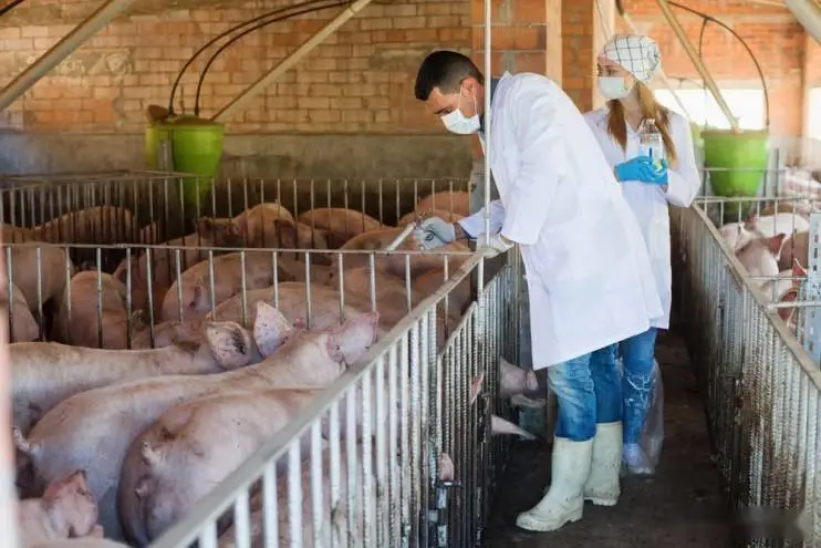 大事件！美国宣称明年或推出非洲猪瘟疫苗？中国市场是否会跟进？