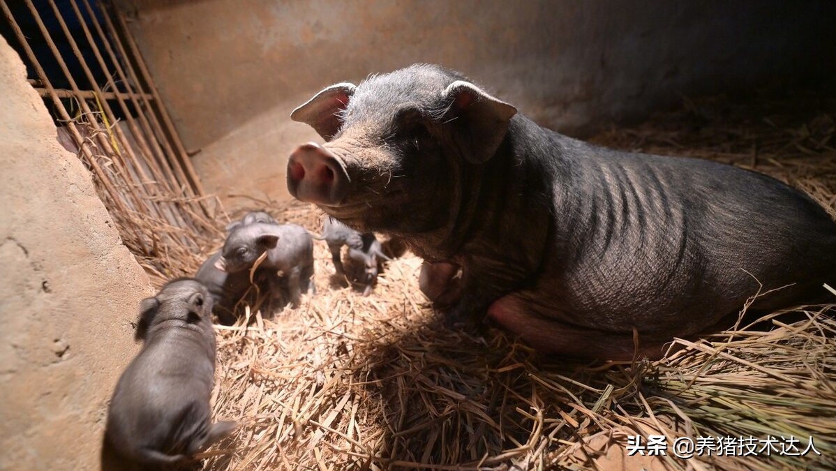 母猪产子数少是啥原因？母猪繁殖能力怎么提升？看完你就明白了