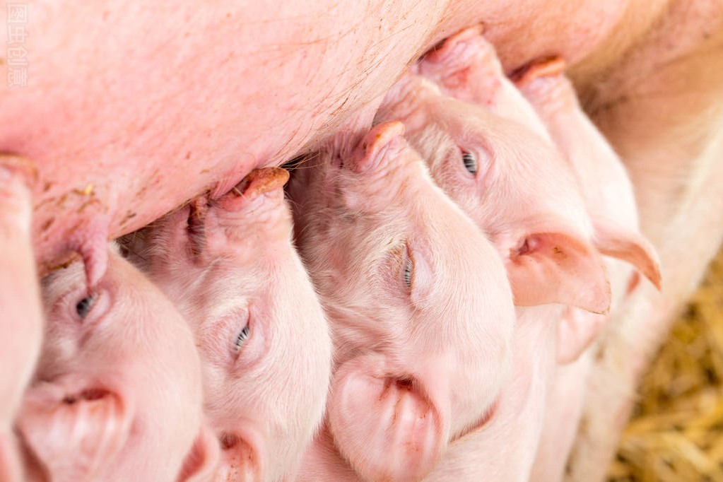 母猪从妊娠到分娩，过渡期的营养至为重要，不要忽略这些