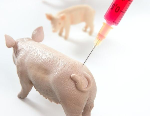 南京农业大学利用合成肽技术，成功研制出猪圆环病毒病疫苗
