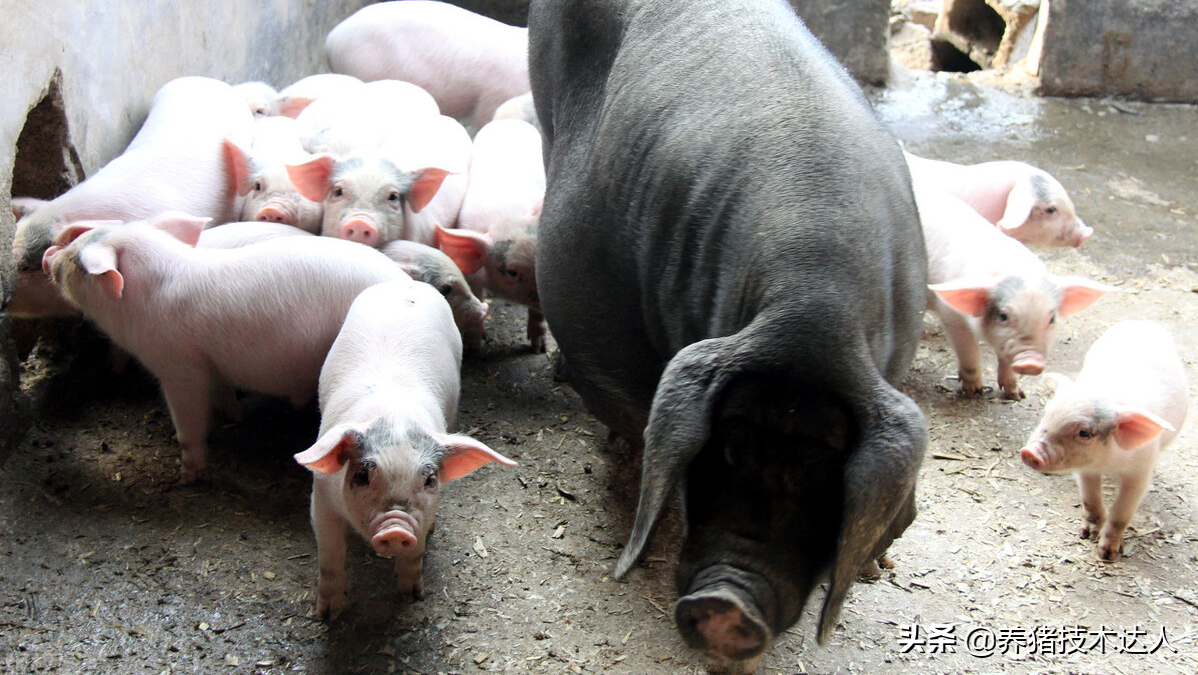 母猪产子数少是啥原因？母猪繁殖能力怎么提升？看完你就明白了