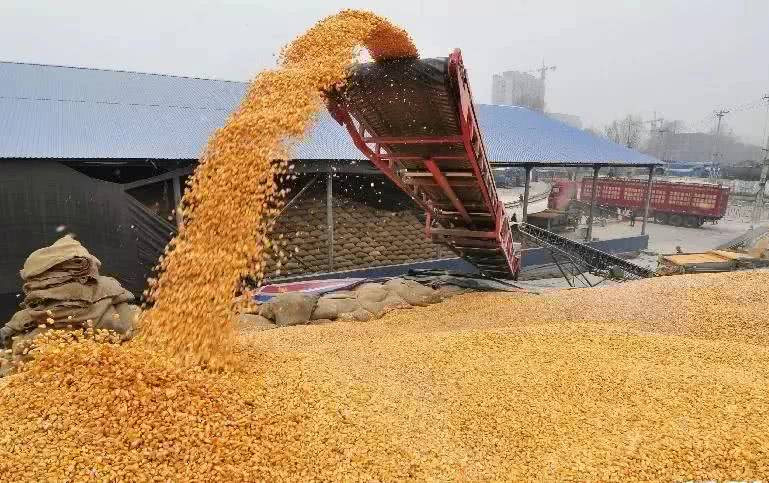 进口玉米二拍来袭，猪价“破7入6”大跌60.6%，6月行情一跌不起？