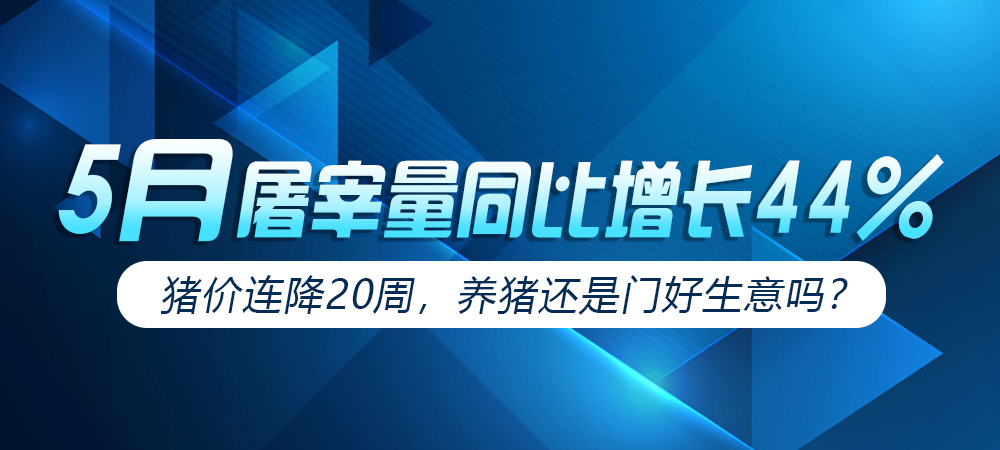 5月屠宰量同比增长44%！猪价连降20周，养猪还是门好生意吗？