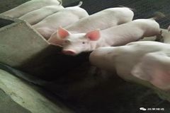 董广林：外购小猪全军覆没的原因浅谈