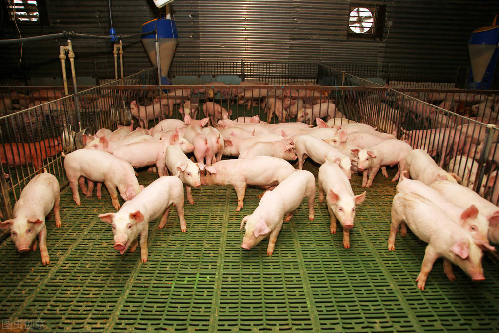 养猪深度亏损，猪场加速离场，生猪存栏恐受挫，猪肉要涨价？