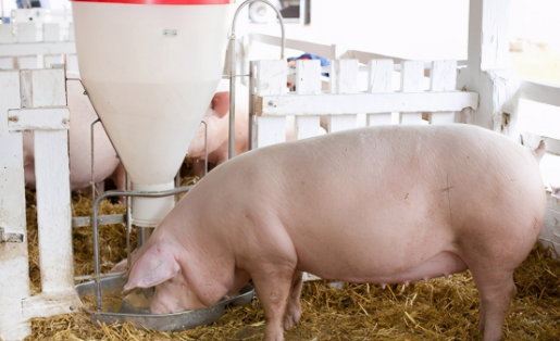 好母猪，有诀窍，“七段饲喂法”科学又实用，你学会了吗？