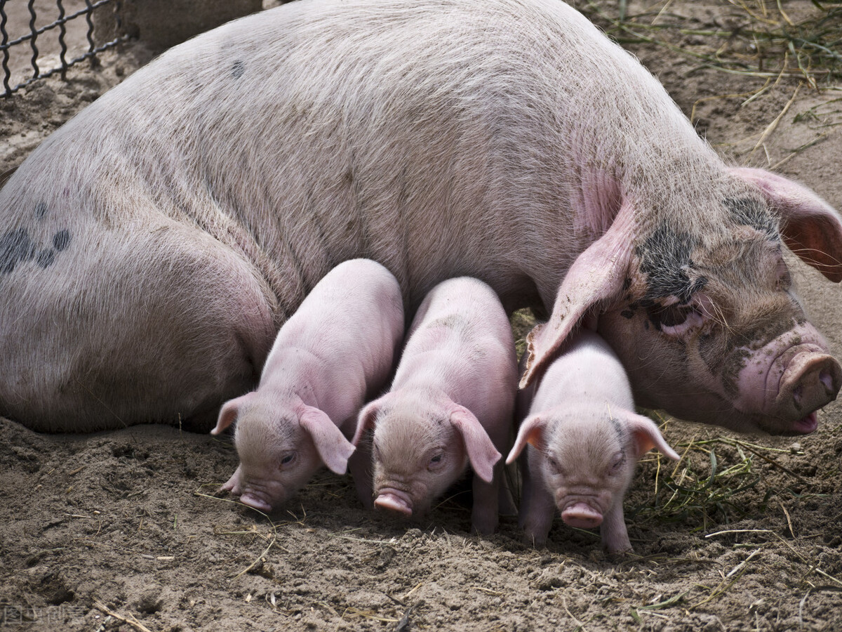 母猪难产怎么解决？母猪难产的处理方法，对养猪人很有帮助