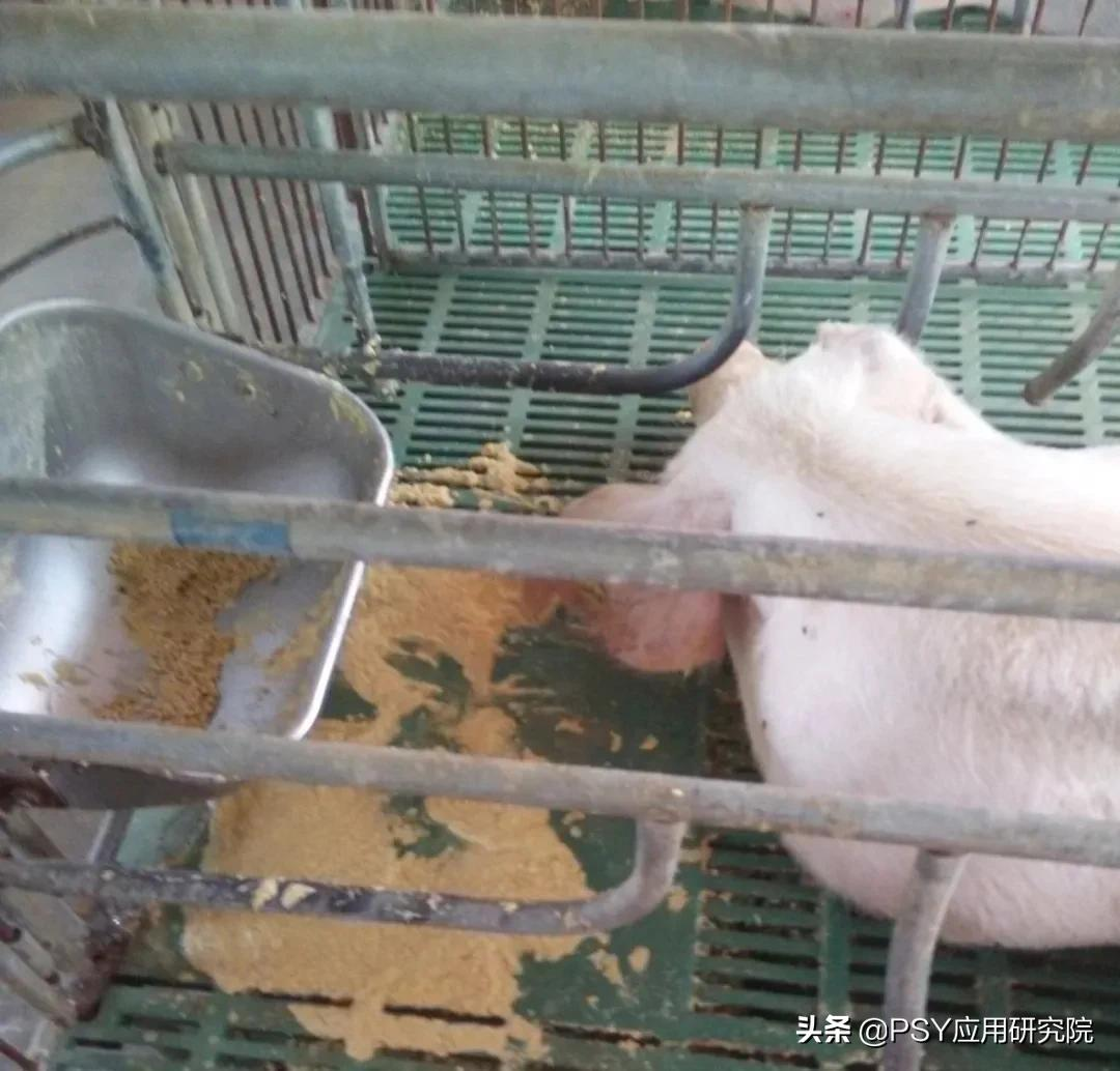 母猪产后不吃，夏季怎样提高母猪哺乳期母猪采食量？