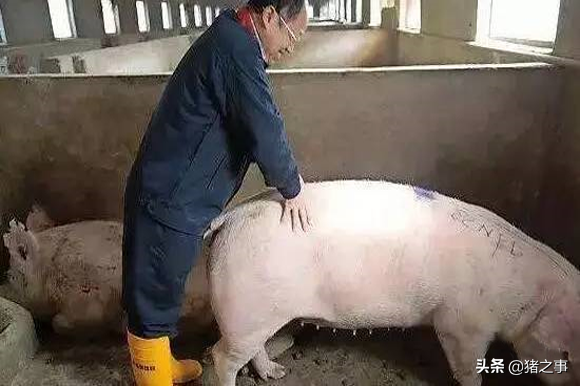 好母猪，有诀窍，“七段饲喂法”科学又实用，你学会了吗？