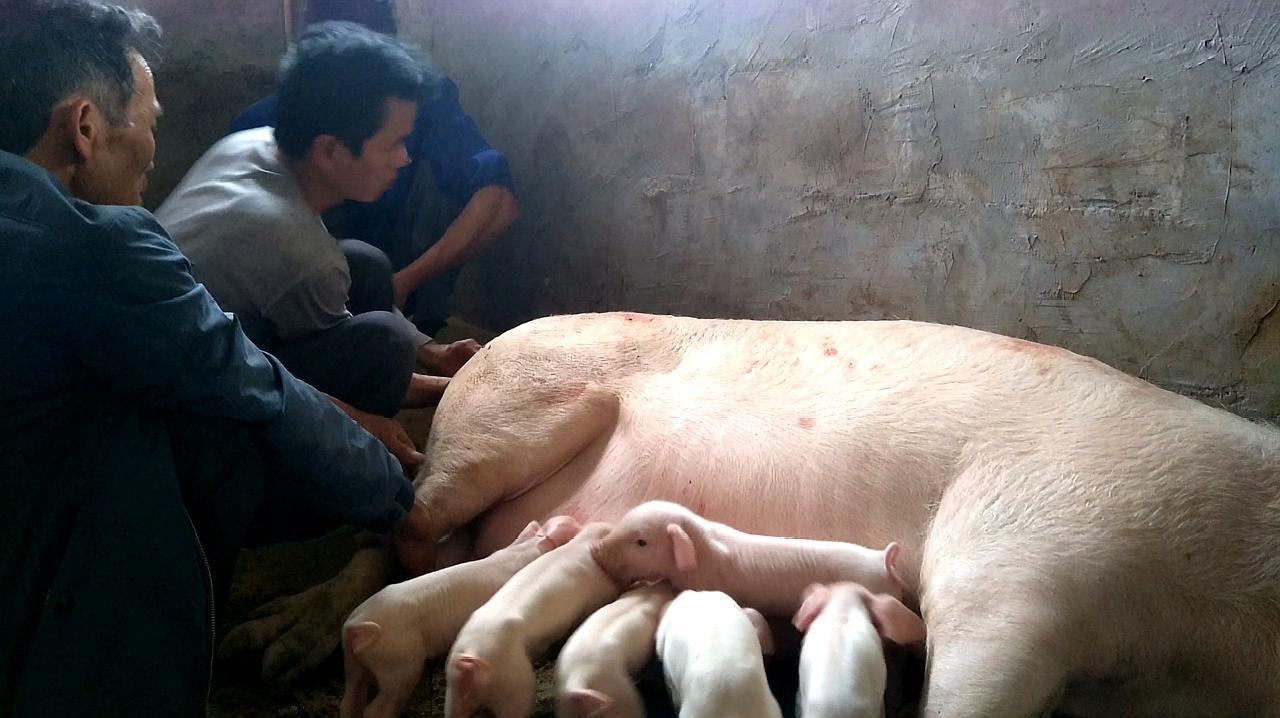 母猪难产怎么解决？母猪难产的处理方法，对养猪人很有帮助