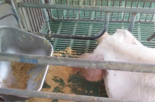 母猪产后不吃，夏季怎样提高母猪哺乳期母猪采食量？需得从这几个方面入手！