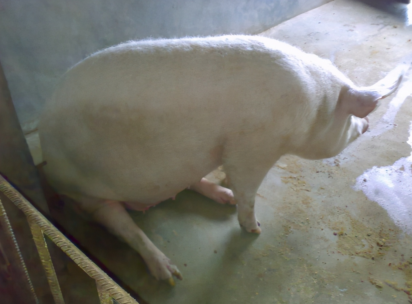 母猪怀孕期间喂什么饲料？母猪怀孕期间怎么饲养？本文有详细讲解