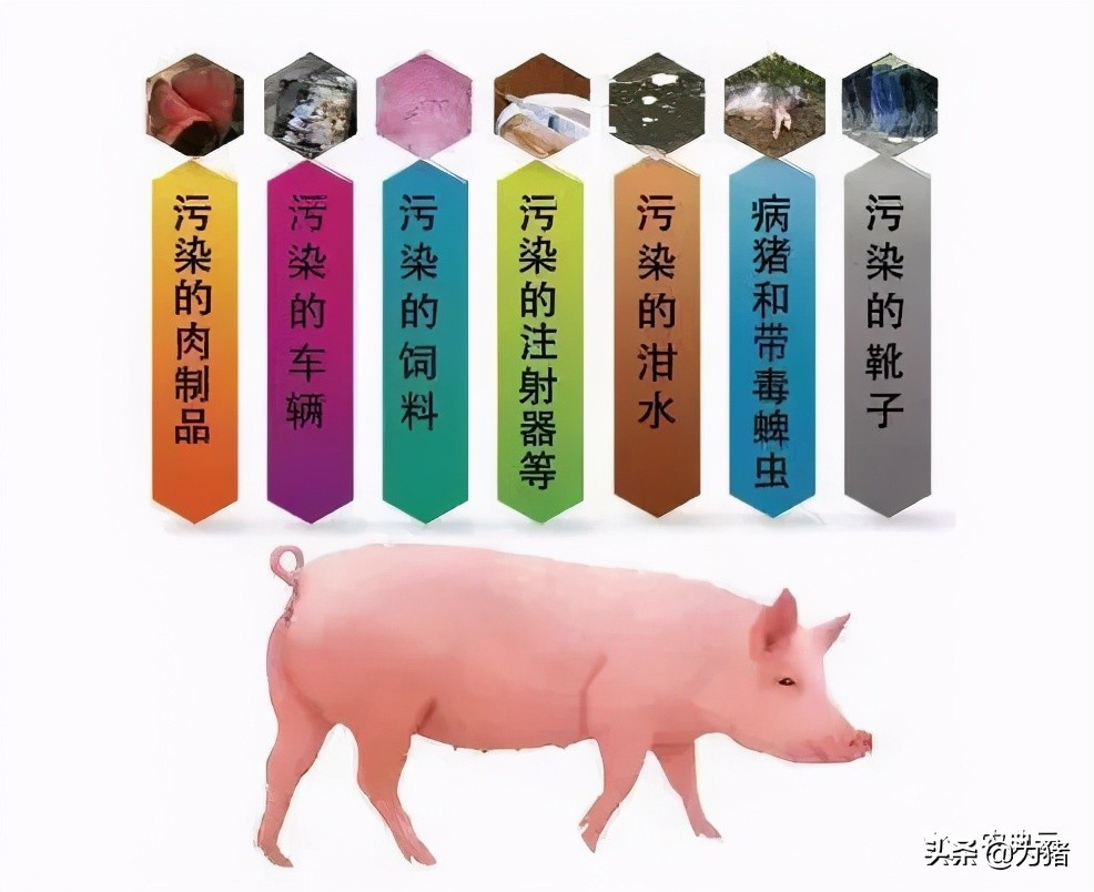 猪场生物安全要考虑的五个方面？