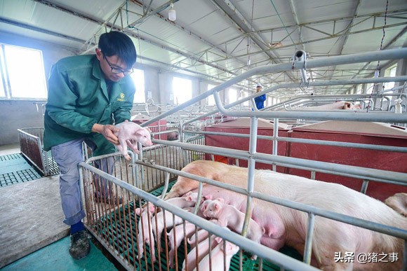 好母猪，有诀窍，“七段饲喂法”科学又实用，你学会了吗？
