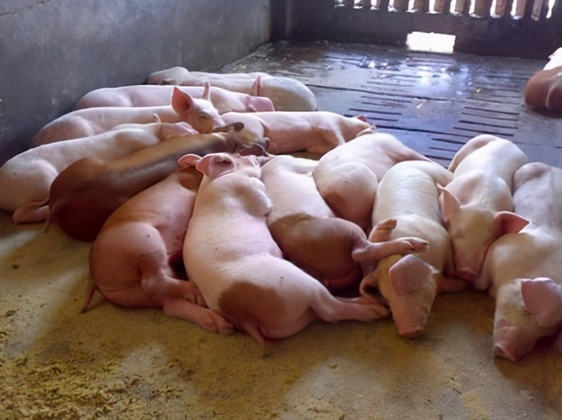 夏季猪病易发，有蓝耳病、猪链球菌病、猪弓形体病...养殖户要注意了