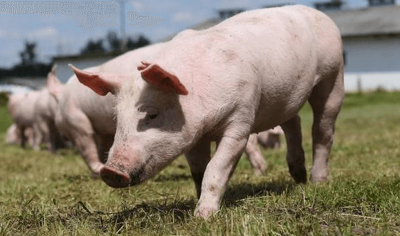 猪肉价格下跌打击了中国养猪户和美国大豆出口商！未来大豆进口将在一段时间内下降