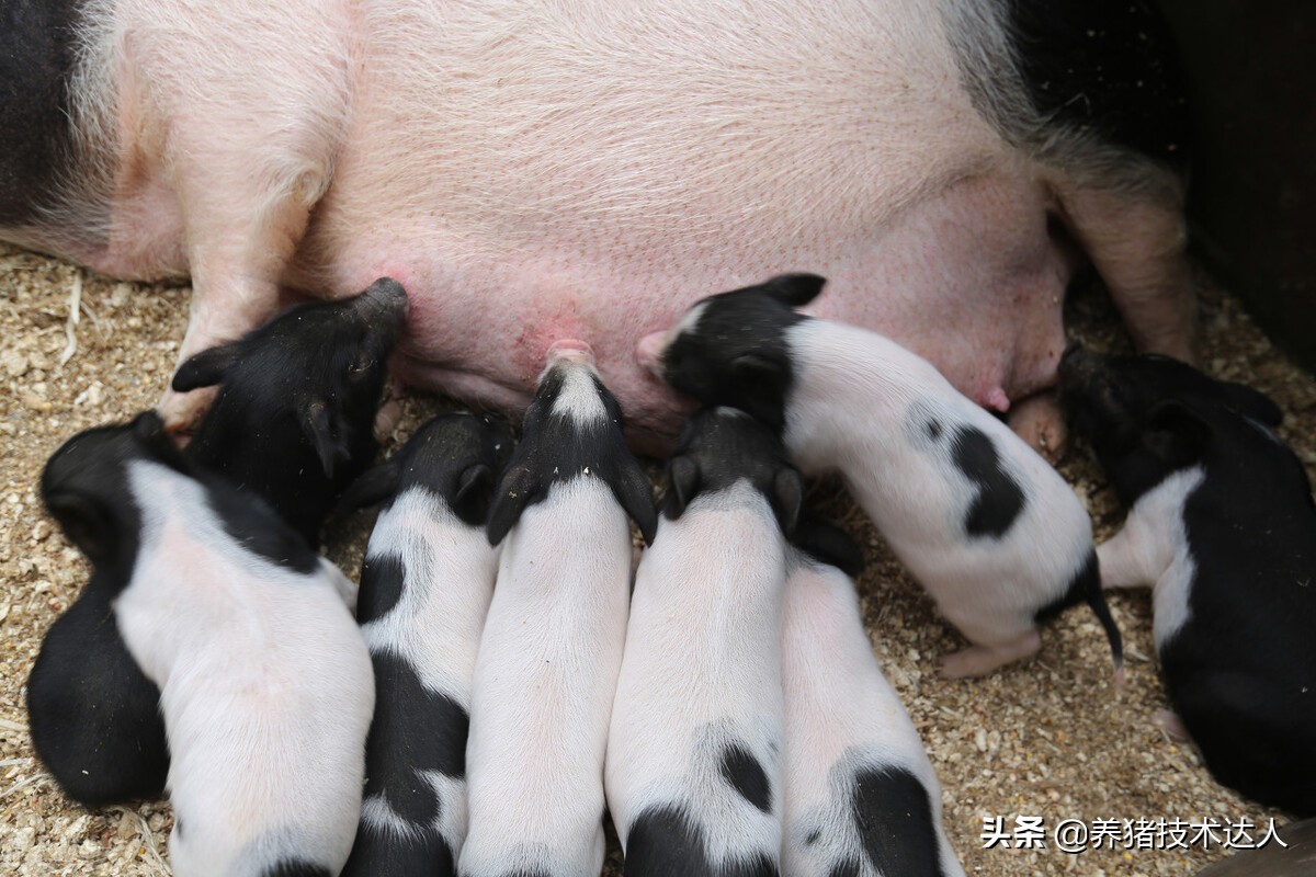 母猪乳房发肿发胀？仔猪吃奶后一直拉稀？大概率是它惹的祸