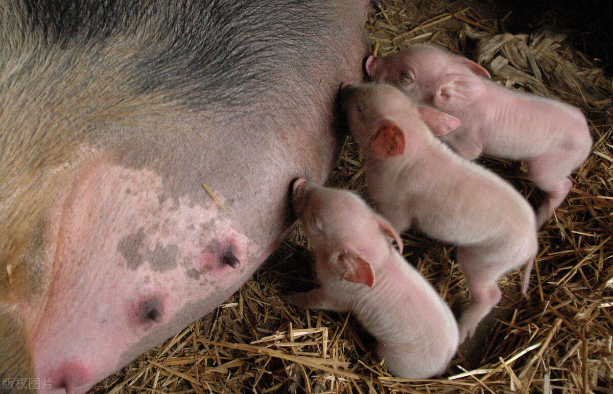 母猪第一胎注意这三点，保管母猪高产又好养