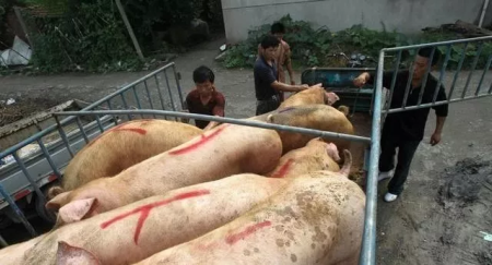 2021年06月21日全国各省市内三元生猪价格，猪价已低至并冰点，上涨还要多久?