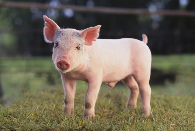 徐小波：培育“超级猪”可以减少对外种猪的依赖，保种之路任重道远