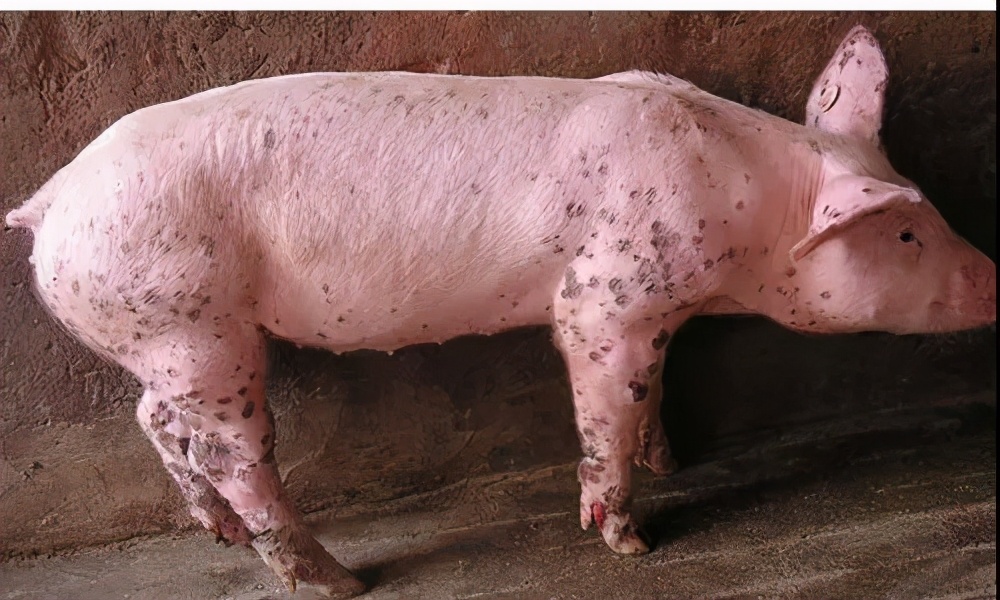保育猪圆环的症状，保育猪圆环病毒如何防治？本文方法很实用