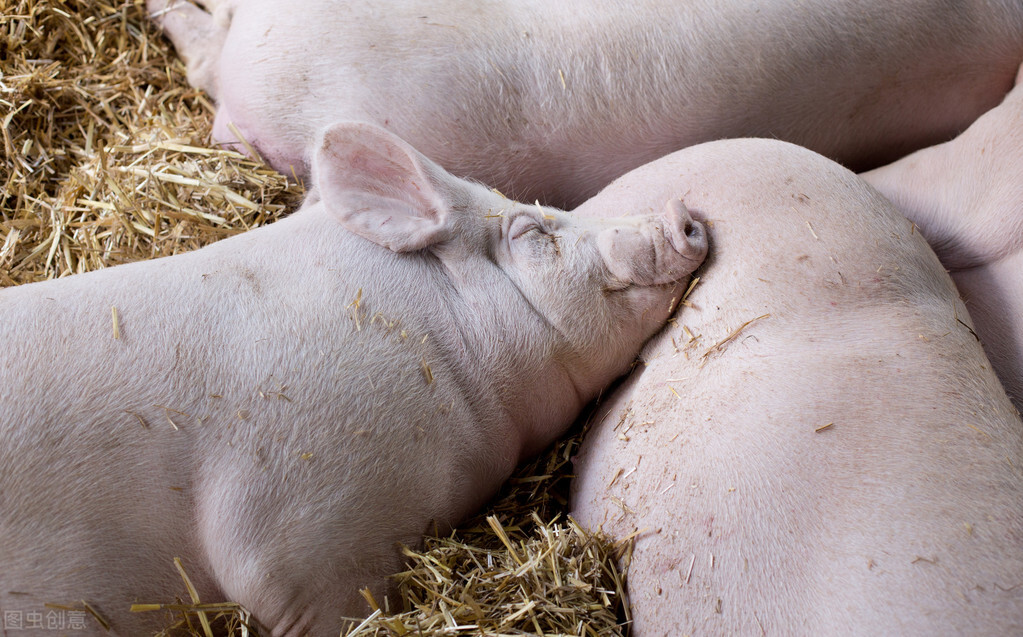 高温季节，哺乳母猪吃不进料，有三个另类的办法