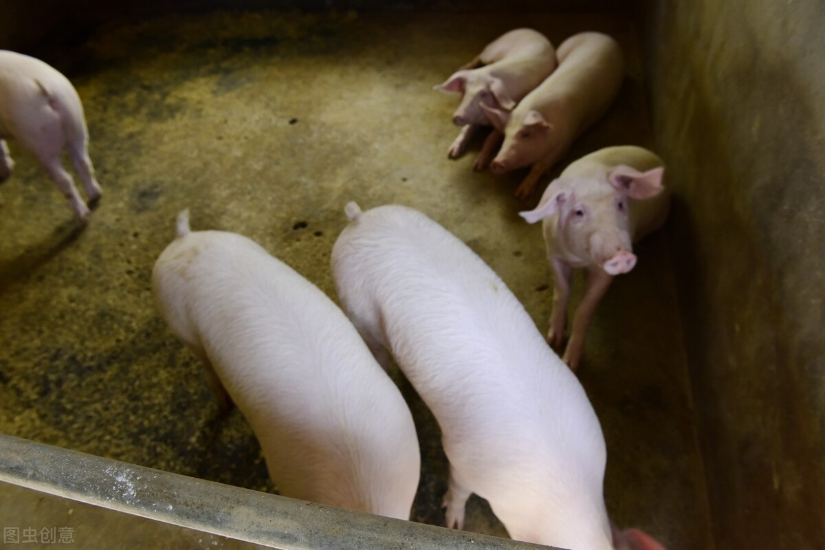 经销商不解：产能恢复98%，饲料销量却没了一半，难道猪不吃料了