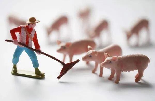 猪价不好就全盘否定？错！从3个反向思维看懂养猪人该如何逆袭？