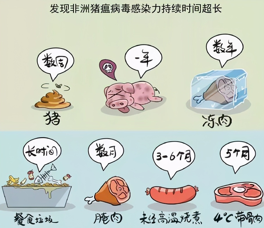 高温季节非洲猪瘟高发，如何防控？